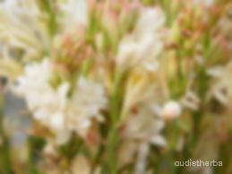 augmented_Polianthes tuberosa flower4_blurred.jpeg